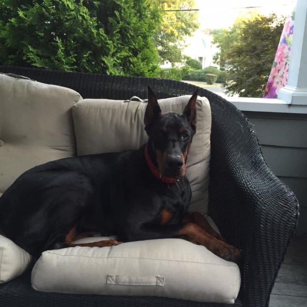 Meet your Posher, Rufus
